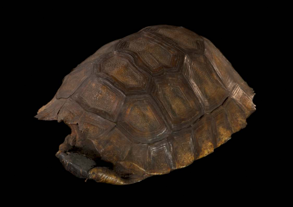 Bitácora de un músico. El blog de Instrumentarium. Nota 014. Por Edgardo Civallero